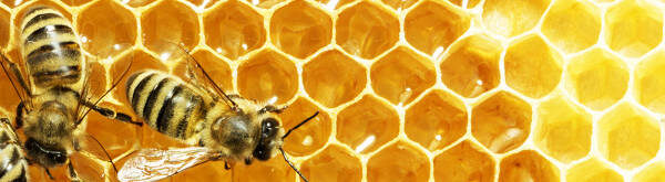 Der Honig aus dem Zillertal